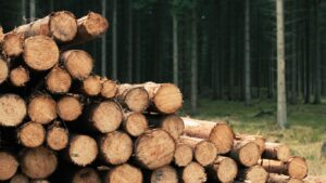 Wywóz i recykling drewna – jak prawidłowo utylizować odpady drewniane w 2025 roku?